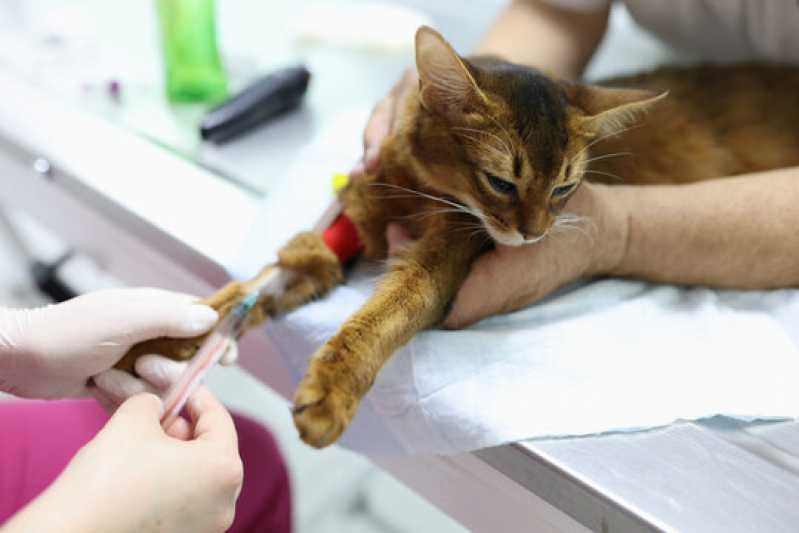Agendamento de Exames Laboratoriais Animais Vila Voturua - Exames Laboratoriais para Cachorro São Vicente