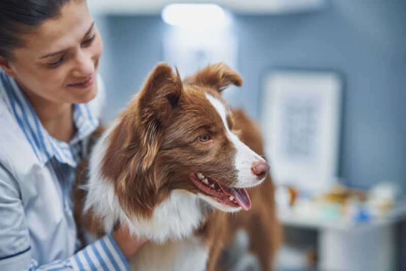 Agendamento de Exames Laboratoriais Cachorros Centro - Exames Laboratoriais Animais