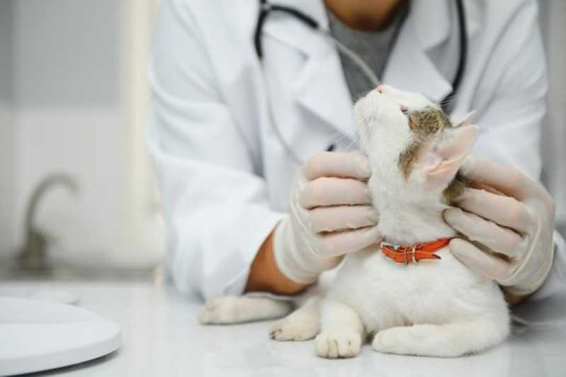Agendamento de Exames Laboratoriais para Cães e Gatos Caruara - Exames Laboratoriais para Animais Pequenos