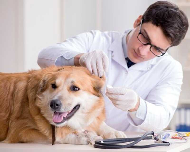 Agendamento de Exames Laboratoriais para Pets Mongaguá - Exames Laboratoriais para Animal