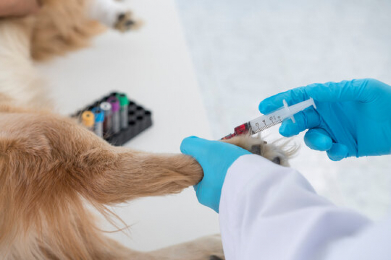 Agendar Check Up Veterinário em Gatos Ilha Porchat - Check Up Veterinário para Cães