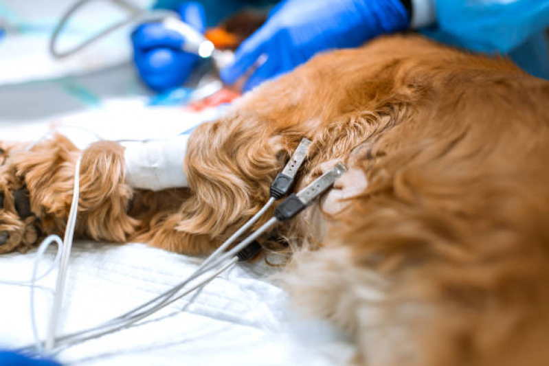 Agendar Eletrocardiograma para Cachorros Mongaguá - Eletrocardiograma para Gatos