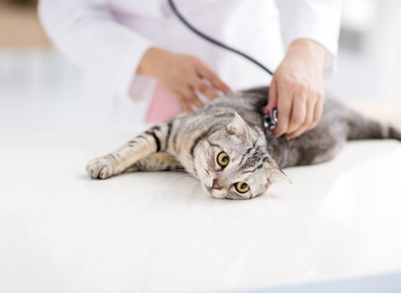 Agendar Exame de Raiva em Gatos Santos - Exame de Sangue para Gatos