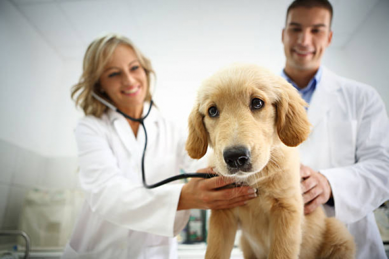 Agendar Exame Ecocardiograma para Cachorro Mongaguá - Ecocardiograma para Cães