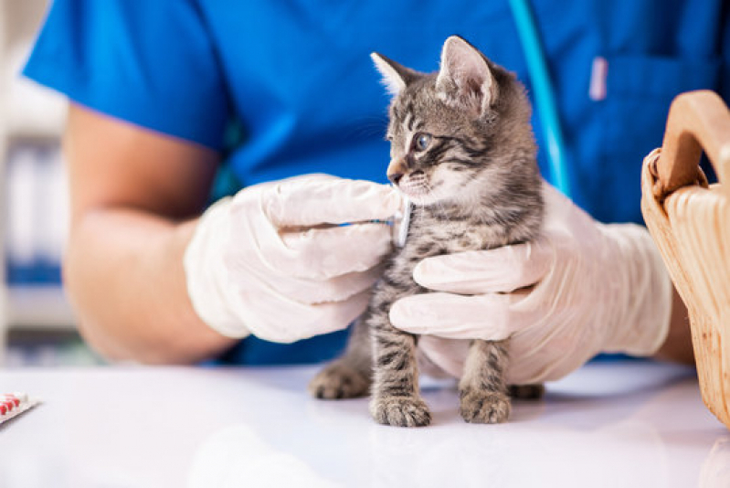 Agendar Exames em Gatos Mongaguá - Exame de Sangue em Gatos