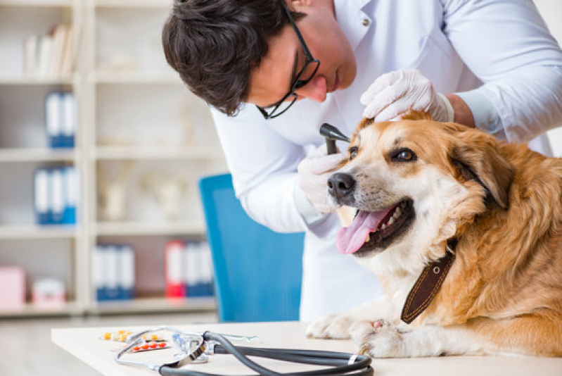 Check Up Veterinário em Animais Domésticos Porto Paquetá - Check Up Veterinário para Cães