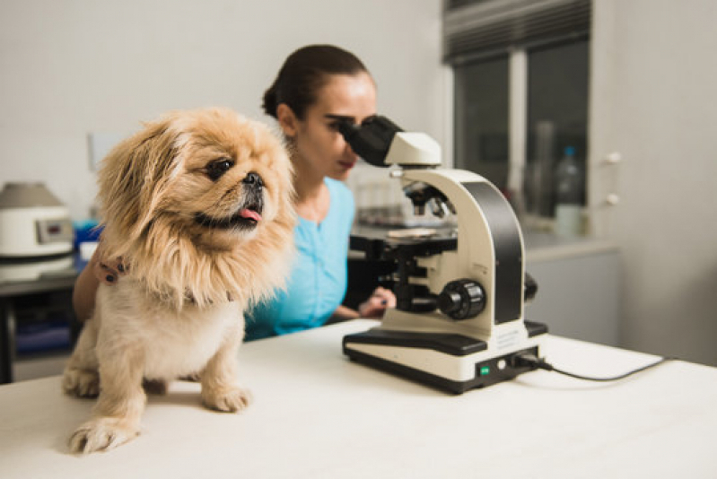 Check Up Veterinário para Animais de Estimação Guarujá - Check Up Veterinário em Cachorros