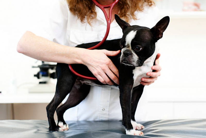 Check Up Veterinário para Cães Marcar Encruzilhada - Check Up Veterinário