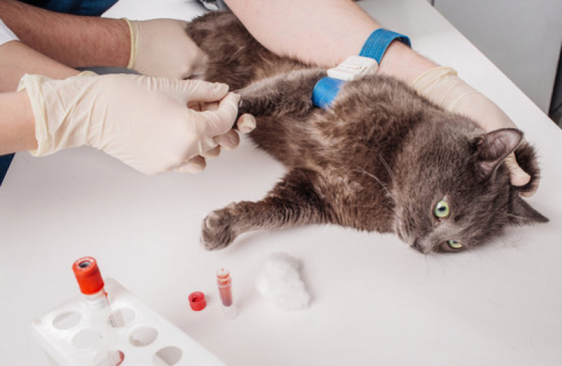 Check Up Veterinário para Gatos Marcar Catiapoa - Check Up Veterinário para Cães e Gatos