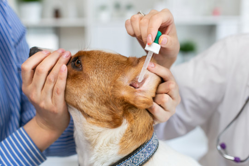 Citologia de Pele em Cães Monte Cabrão - Exame Dermatologico para Cachorro