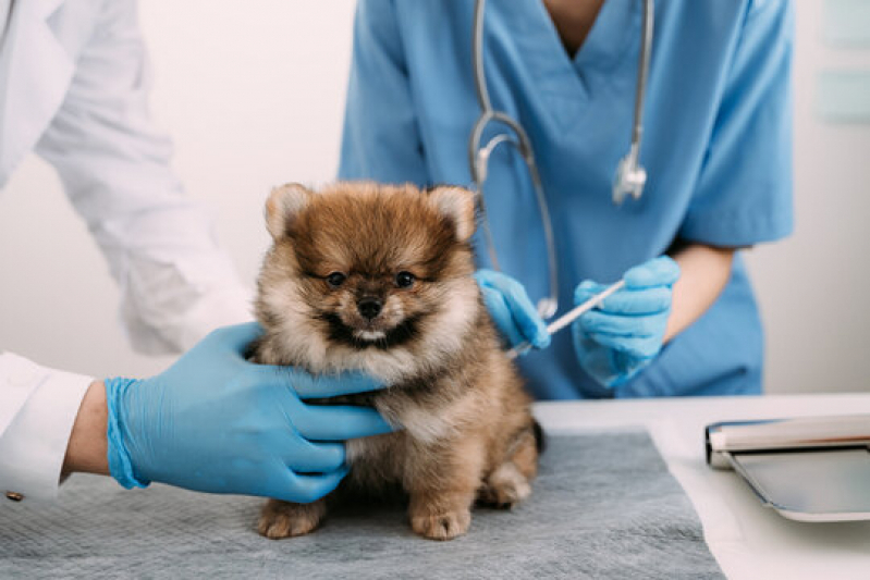 Clínica Especializada em Exame Cardiológico para Animal Jardim Bechara - Exame Holter para Cachorros