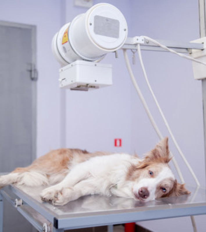 Clínica Especializada em Exame Citologia em Caes Centro - Citologia Aspirativa em Cães