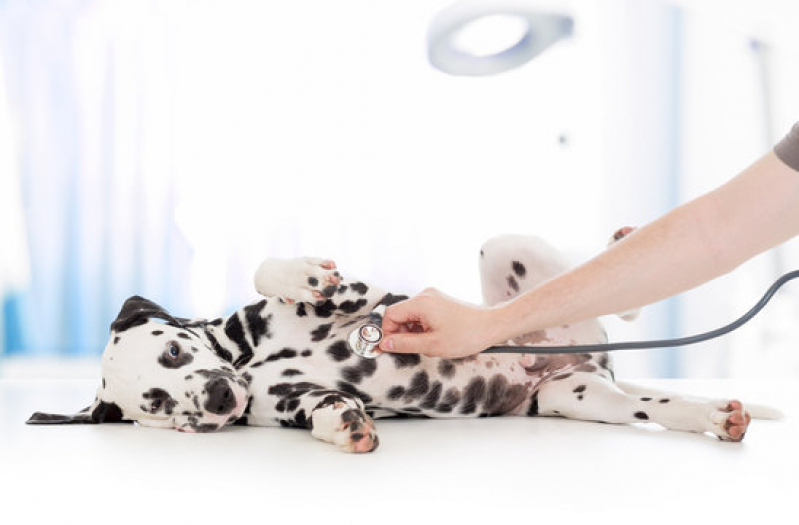 Clínica Especializada em Exame de Coração para Cachorro Vila Belmiro - Exame Holter para Animais