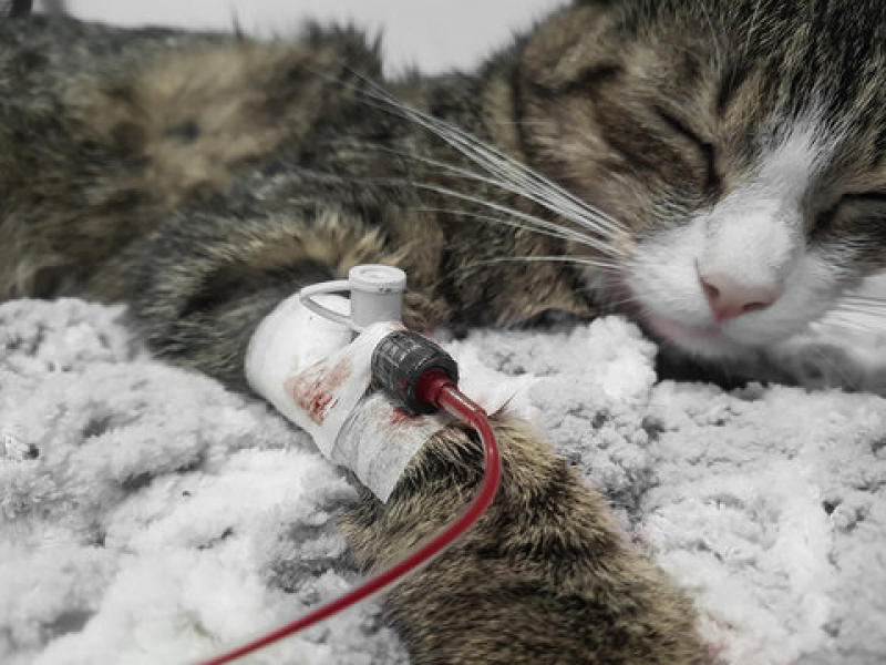Clínica Especializada em Exame de Pressão Arterial para Gatos Parque das Bandeiras - Exame Cardiológico para Animal