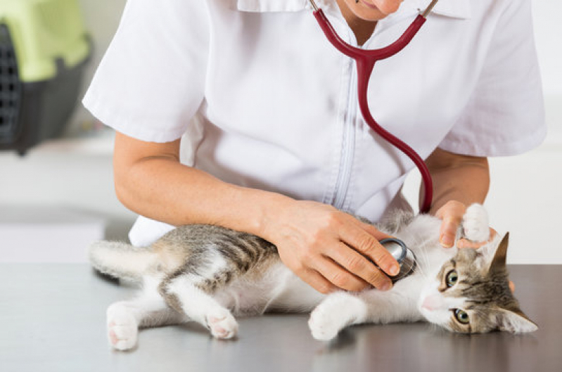 Clínica Especializada em Exame de Sangue Gato Caneleira - Exames Gatos