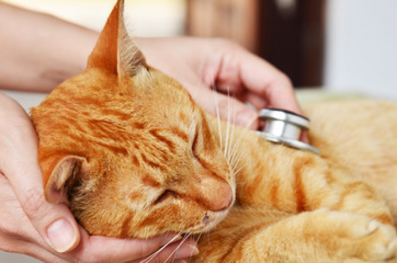 Clínica Especializada em Exame de Toxoplasmose em Gatos Morro Caneleira - Exame de Urina em Gatos