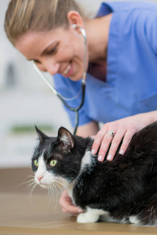 Clínica Especializada em Exames de Rotina Gatos Encruzilhada - Sorologia para Gatos