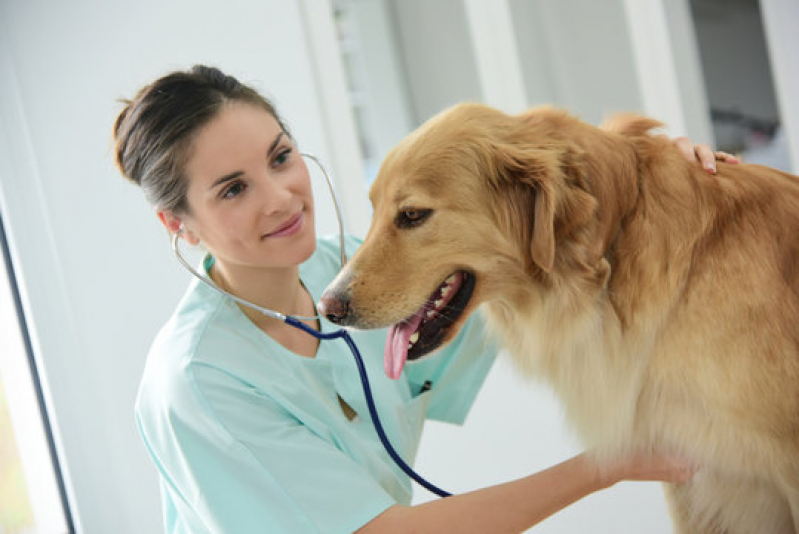 Clínica Especializada em Exames de Urina para Cachorro Vila Belmiro - Exame Veterinário Santos