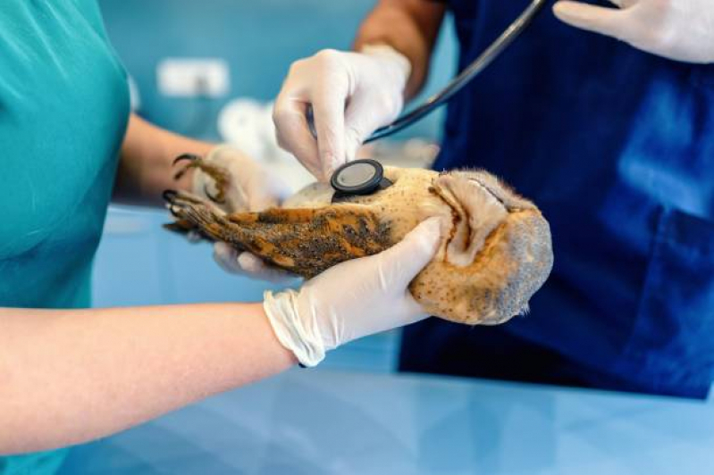 Clínica Especializada em Radiografia para Animais Silvestres Cubatão - Raio X para Animal Silvestre