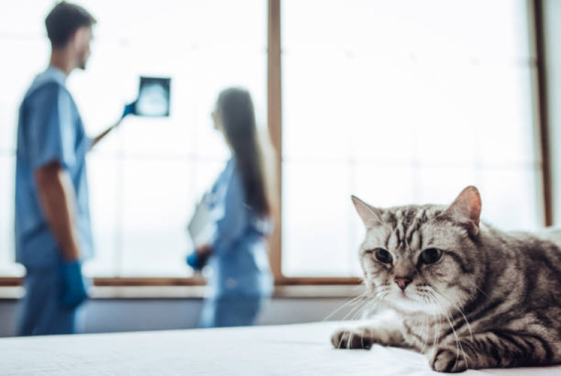 Clínica Que Faz Check Up Veterinário em Gatos Conjunto Residencial Humaitá - Check Up Veterinário para Gatos