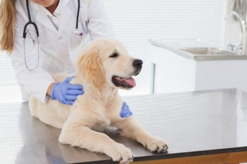 Clínica Que Faz Check Up Veterinário Próximo Guarujá - Check Up Veterinário em Cachorros