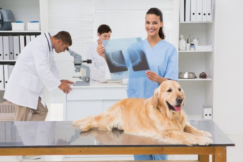 Clínica Que Faz Diagnóstico por Imagem Veterinária Caruara - Diagnóstico por Imagem em Cachorros