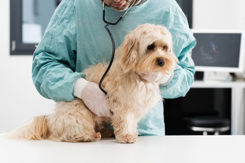 Clínica Que Faz Ecocardiograma para Cachorro Caneleira - Exame Ecocardiograma para Cachorro