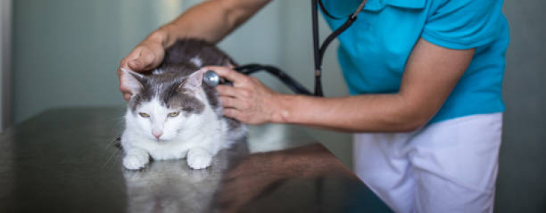 Clínica Que Faz Exame Cardiológico Cachorros Saboó - Exame Cardiológico para Gatos