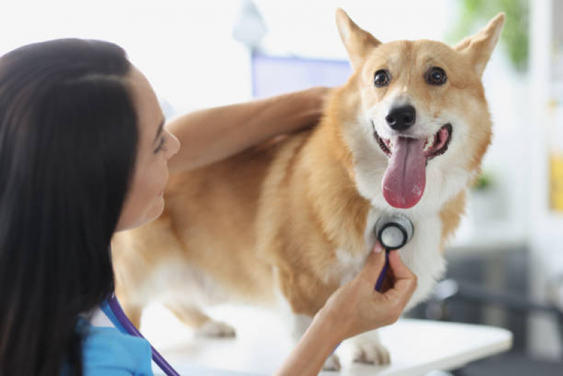 Clínica Que Faz Exame Cardiológico para Animais de Estimação Mongaguá - Exame Cardiológico Veterinário