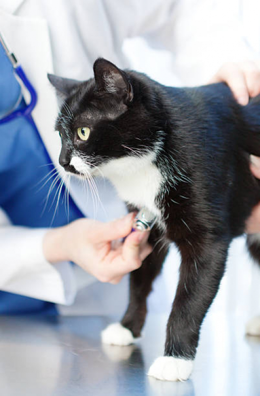 Clínica Que Faz Exame Cardiológico para Animais Bertioga - Exame Cardiológico para Gatos