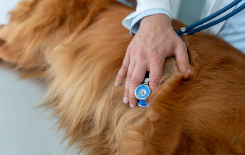 Clínica Que Faz Exame Cardiológico para Cães Bertioga - Exame Cardiológico para Cachorros