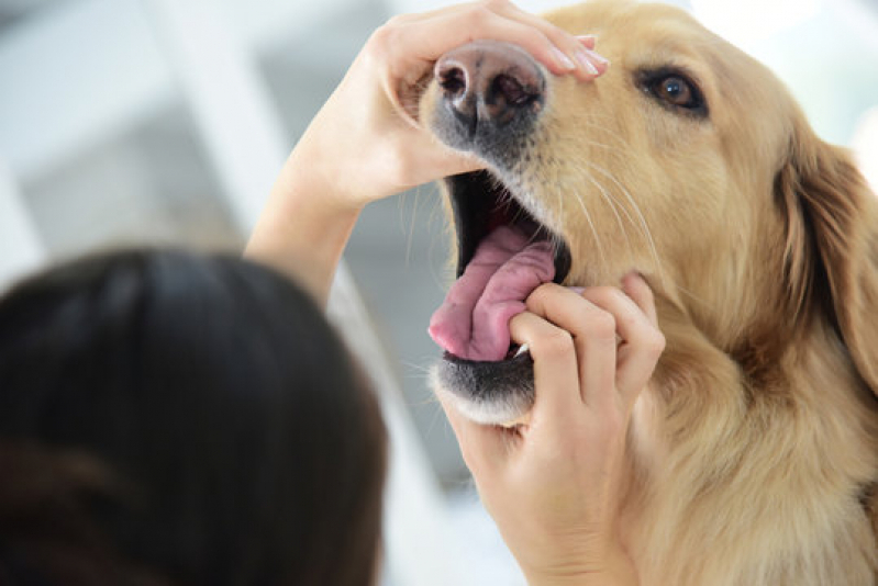 Clínica Que Faz Exame de Fezes em Caes Encruzilhada - Exame Fezes Cachorro
