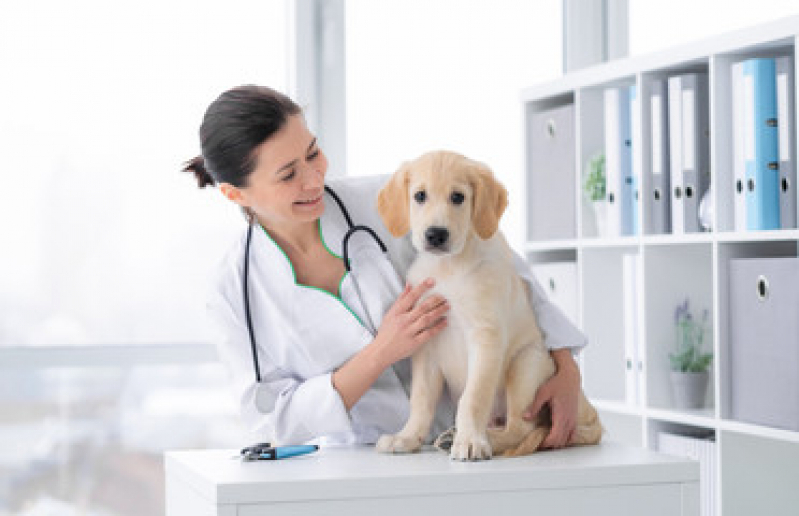 Clínica Que Faz Exame de Sangue em Animais Estuário - Exame de Sangue em Cachorro