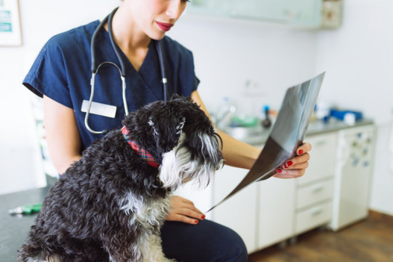 Clínica Que Faz Radiografia para Cães e Gatos Vila Margarida - Raio X para Cães