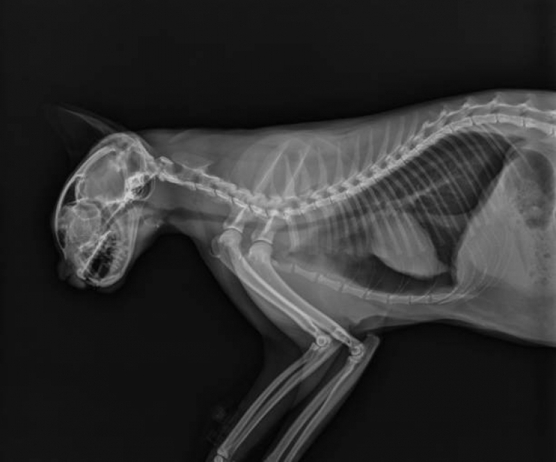 Clínica Que Faz Radiografia para Gatos Monte Serrat - Raio X Veterinário