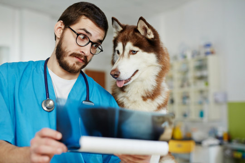 Clínica Que Faz Raio X para Cães Jardim Castelo - Radiografia para Animais