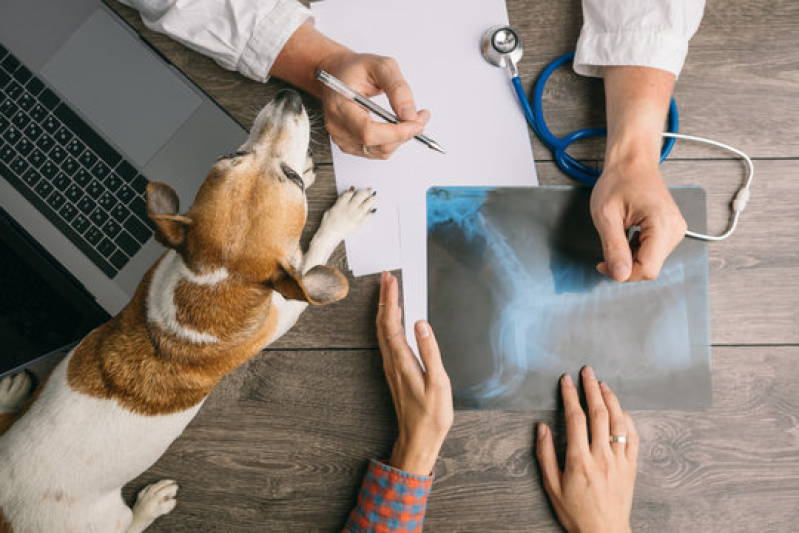 Clínica Que Faz Raio X Veterinário Porto Alemoa - Radiografia para Cães e Gatos