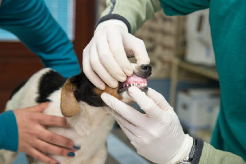 Clínica Que Faz Ultrassom Abdominal para Cachorros Jardim Castelo - Ultrassom Odontológico Veterinário