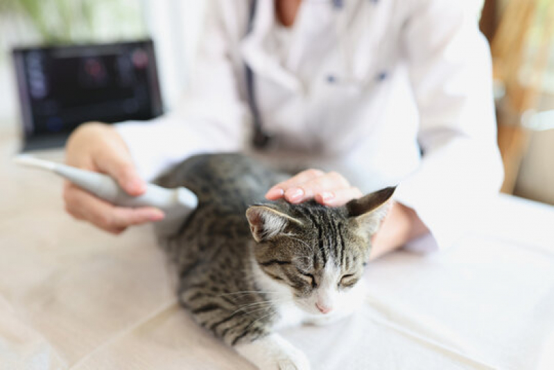 Clínica Que Faz Ultrassom de Gato Pompéia - Ultrassonografia para Cachorro