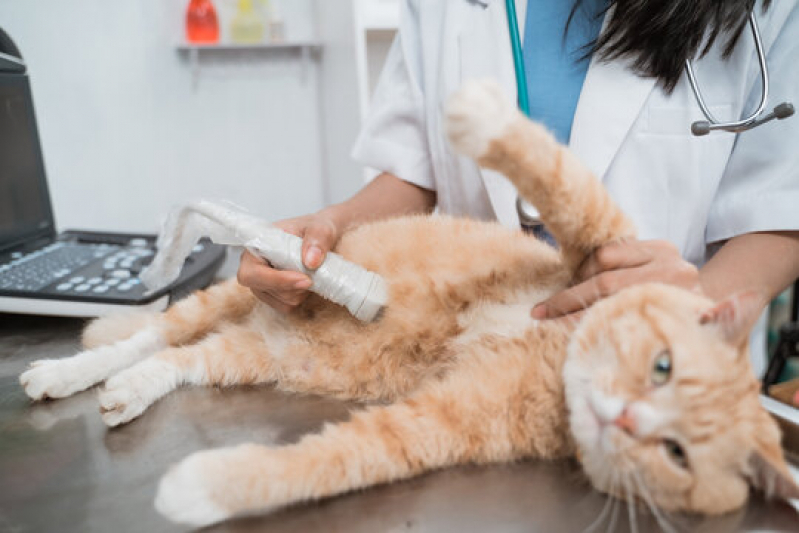 Clínica Que Faz Ultrassom em Pet Centro - Ultrassom Ocular Veterinário