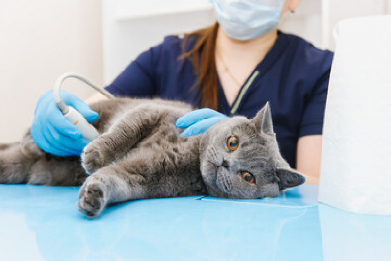 Clínica Que Faz Ultrassom para Gato Vila Rica - Ultrassonografia em Cães e Gatos