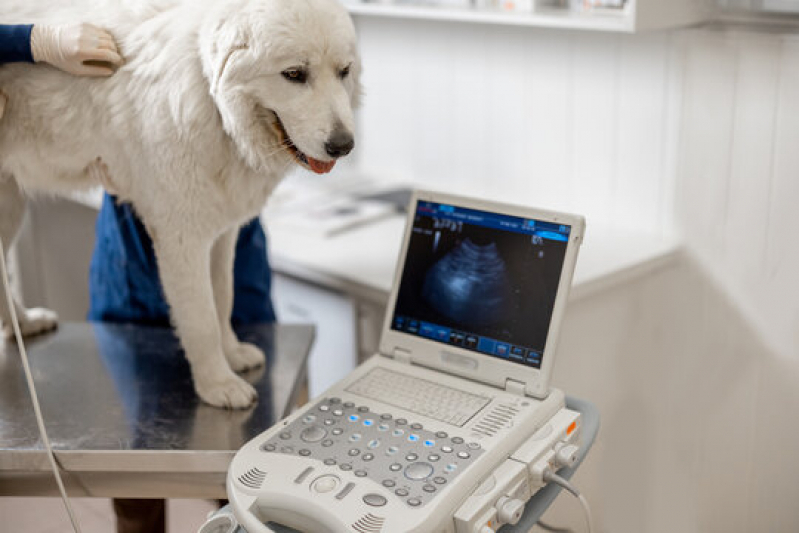 Clínica Que Faz Ultrassom Veterinário 24 Horas Caruara - Ultrassom Abdominal para Cachorros