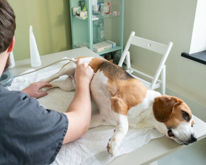 Clínica Que Faz Ultrassom Veterinário a Domicílio Vila Belmiro - Ultrassom Abdominal para Cachorros