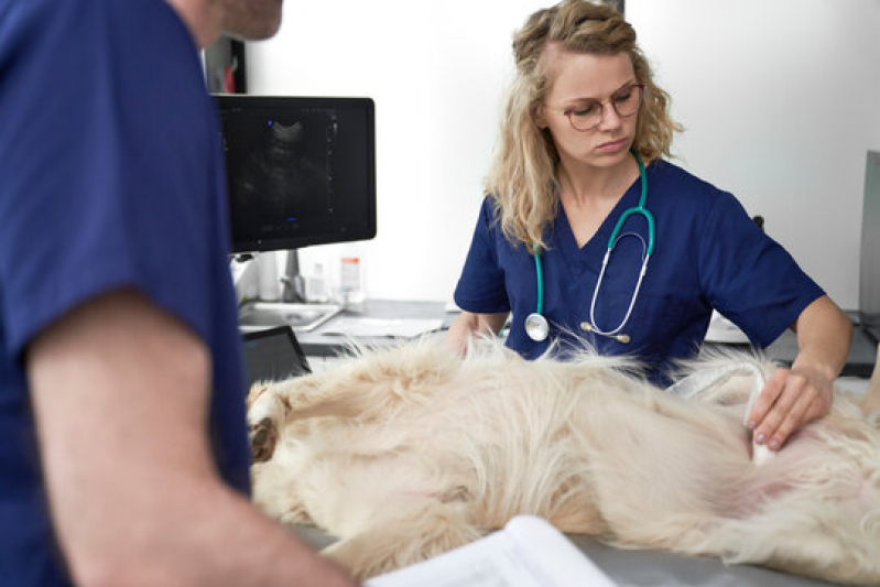 Clínica Ultrassom em Pet M - Ultrassom Abdominal para Cachorros
