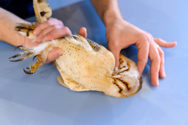 Clínica Ultrassom Veterinário para Grandes Animais Porto Paquetá - Ultrassom Dentário Veterinário