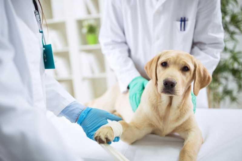 Contato de Laboratório de Análises Veterinárias Vila Belmiro - Laboratório Canino