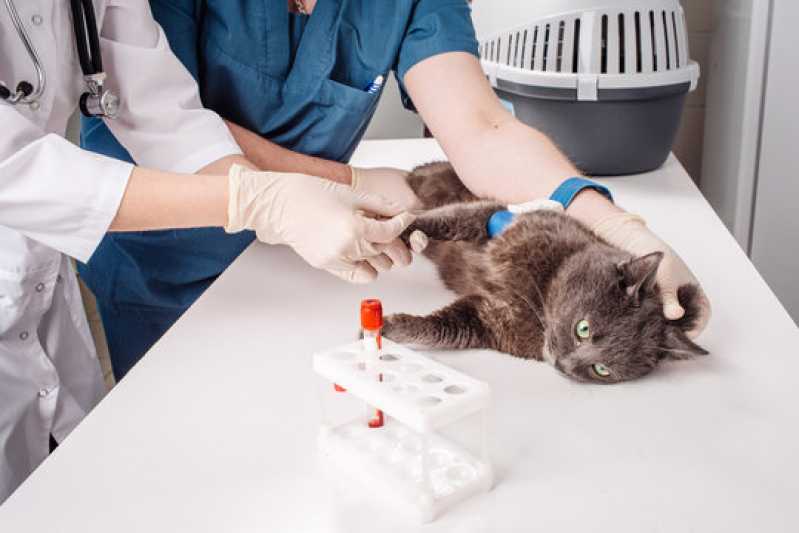 Contato de Laboratório para Pets Aparecida - Laboratório Veterinário Santos