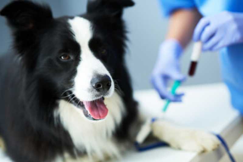 Contato de Laboratório Veterinário Popular Paquetá - Laboratório para Pets