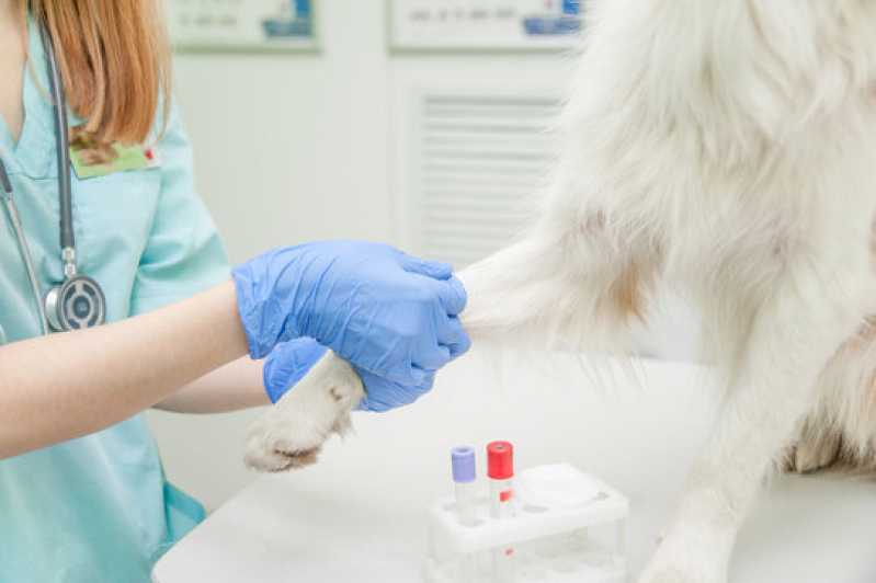 Contato de Laboratório Veterinário Próximo de Mim Porto Saboó - Laboratório para Pets