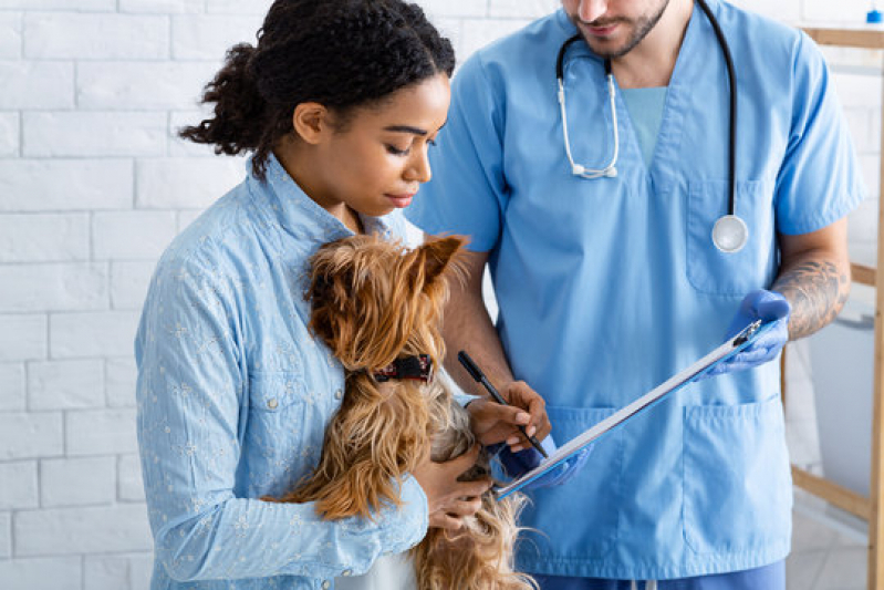 Eletrocardiograma em Animais de Pequeno Porte Morro Caneleira - Eletrocardiograma para Cães e Gatos